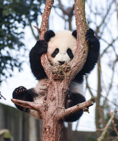 Panda-klettert-in der Suchmaschine-nach-oben