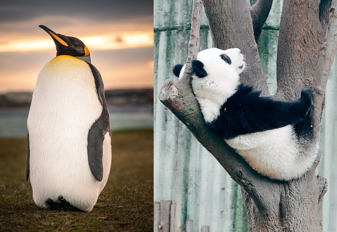 Pinguin-Update-Panda-Update
